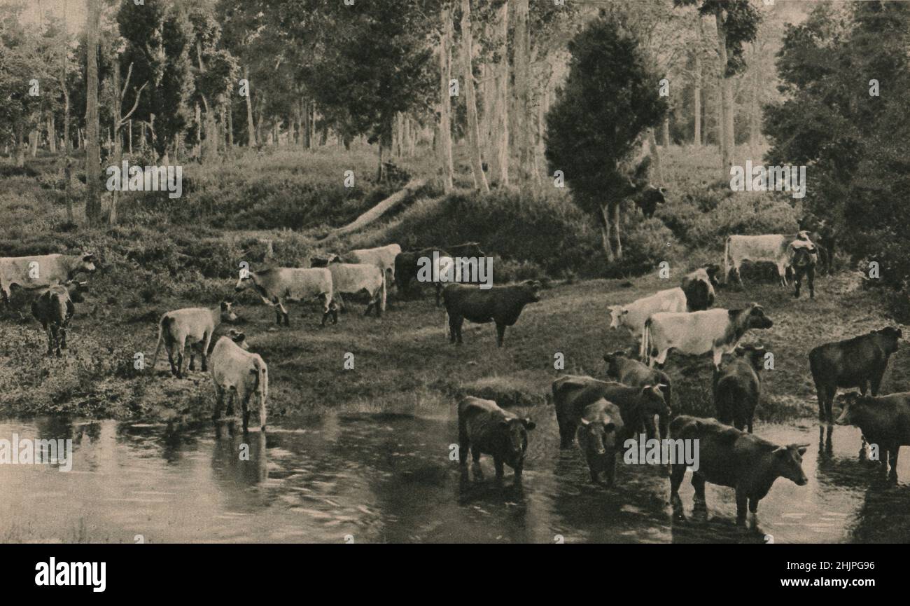 Cattle-breeding, Avon River, Gloucester, New South Wales, one of the richest dairying districts in the Commonwealth. Australia (1923) Stock Photo