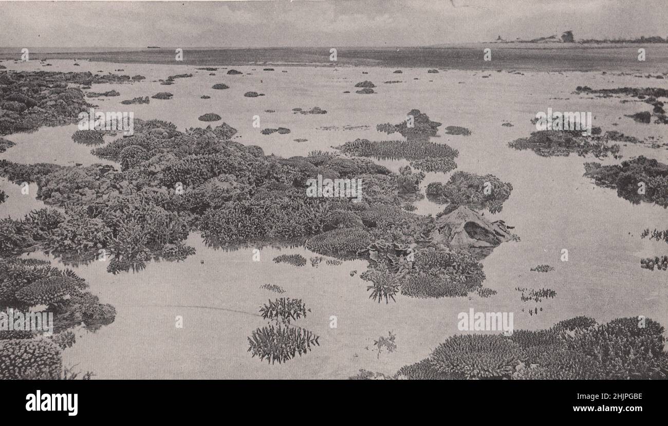 Warrior Island Reef: How Islands grow in the tropic waters of Torres strait. Australia (1923) Stock Photo