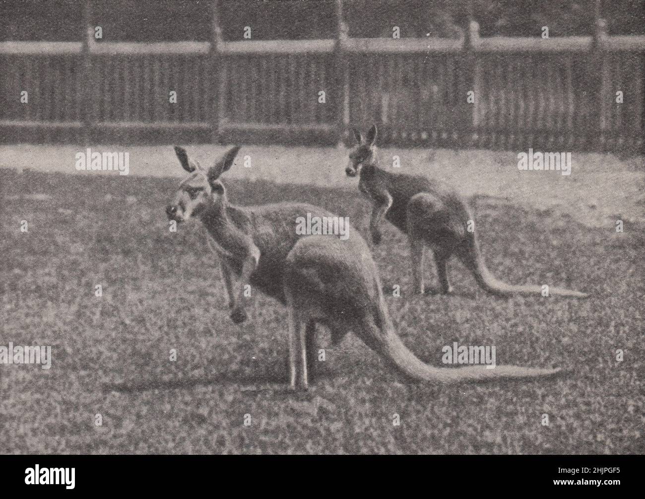 Kangaroos in the Zoological gardens at Melbourne. Victoria Australia. Australia (1923) Stock Photo