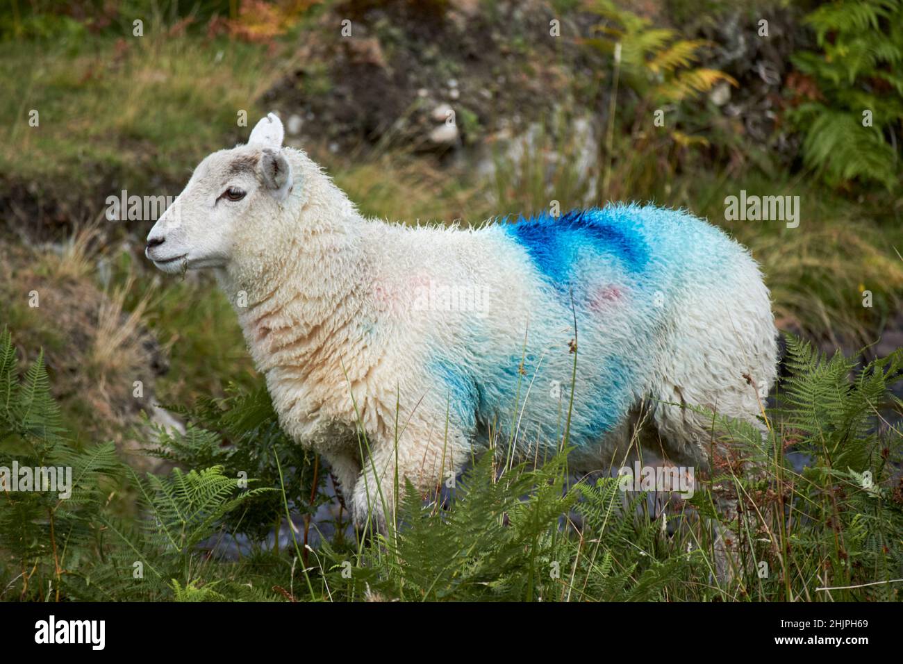 blue spray painted young herdwick lamp sheep identified smit mark paired walking through rough ground langdale valley, lake district, cumbria, england Stock Photo