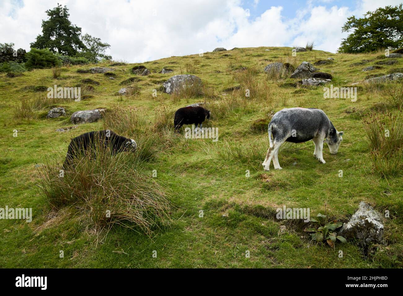 herdwick sheep grazing on steep hillside langdale valley, lake district, cumbria, england, uk Stock Photo
