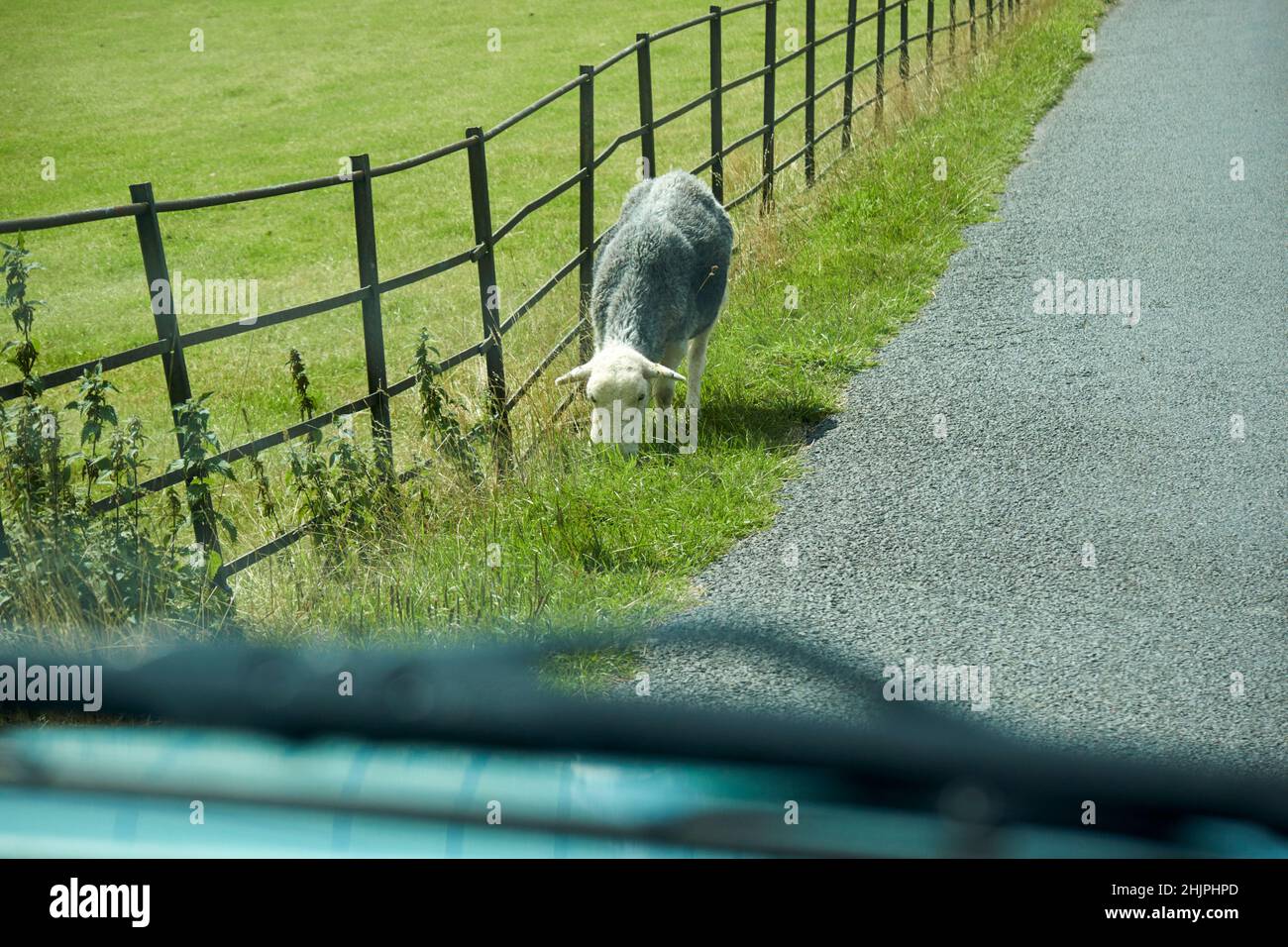 herdwick sheep grazing by the side of the road seen through a car windscreen langdale valley, lake district, cumbria, england, uk Stock Photo