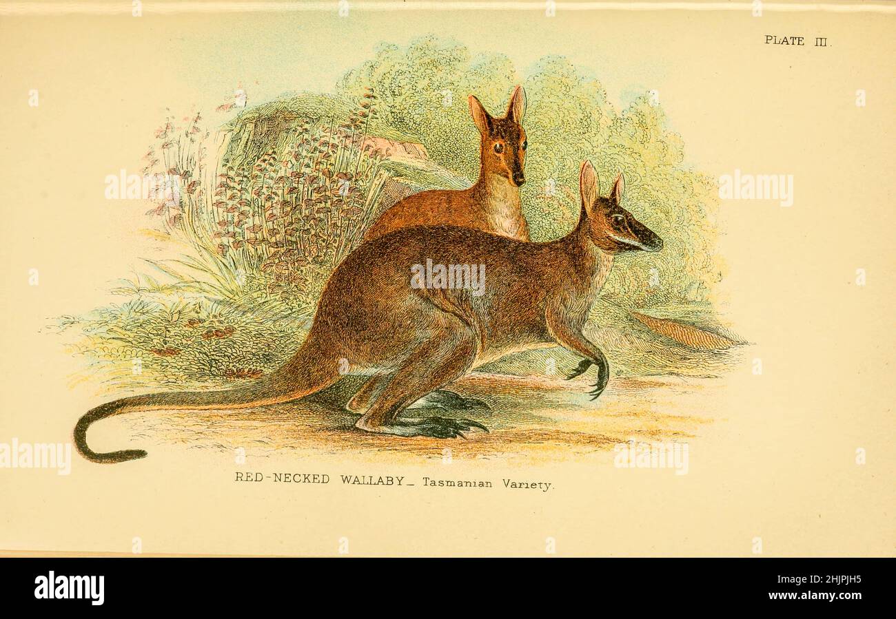 Red Necked Wallaby - Tasmanian Variety [The red-necked wallaby or Bennett's wallaby (Notamacropus rufogriseus) is a medium-sized macropod marsupial (wallaby), common in the more temperate and fertile parts of eastern Australia, including Tasmania]. from ' A hand-book to the marsupialia and monotremata ' by Richard Lydekker, Lloyd's Natural History Series edited by R. Bowdler Sharpe Published in 1896 by E. Lloyd, London Stock Photo