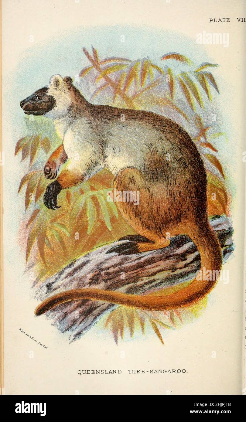 Queensland Tree-Kangaroo (Dorcopsis lumholtzi) from ' A hand-book to the marsupialia and monotremata ' by Richard Lydekker, Lloyd's Natural History Series edited by R. Bowdler Sharpe Published in 1896 by E. Lloyd, London Stock Photo