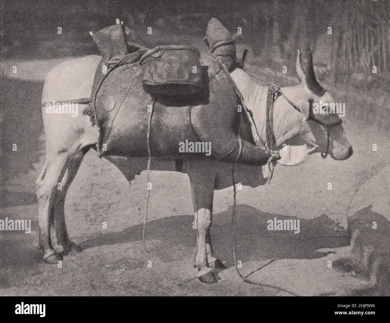 Indian Bullock, beast of many Burdens, as a water-carrier. Bombay and Gujarat (1923) Stock Photo