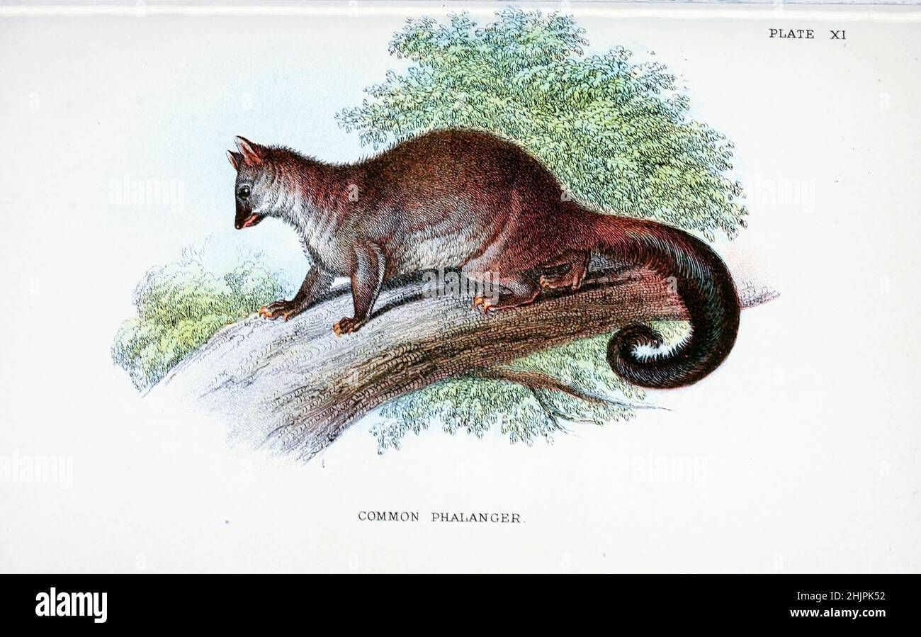 Falanger The common brushtail possum (Trichosurus vulpecula previously in the ...