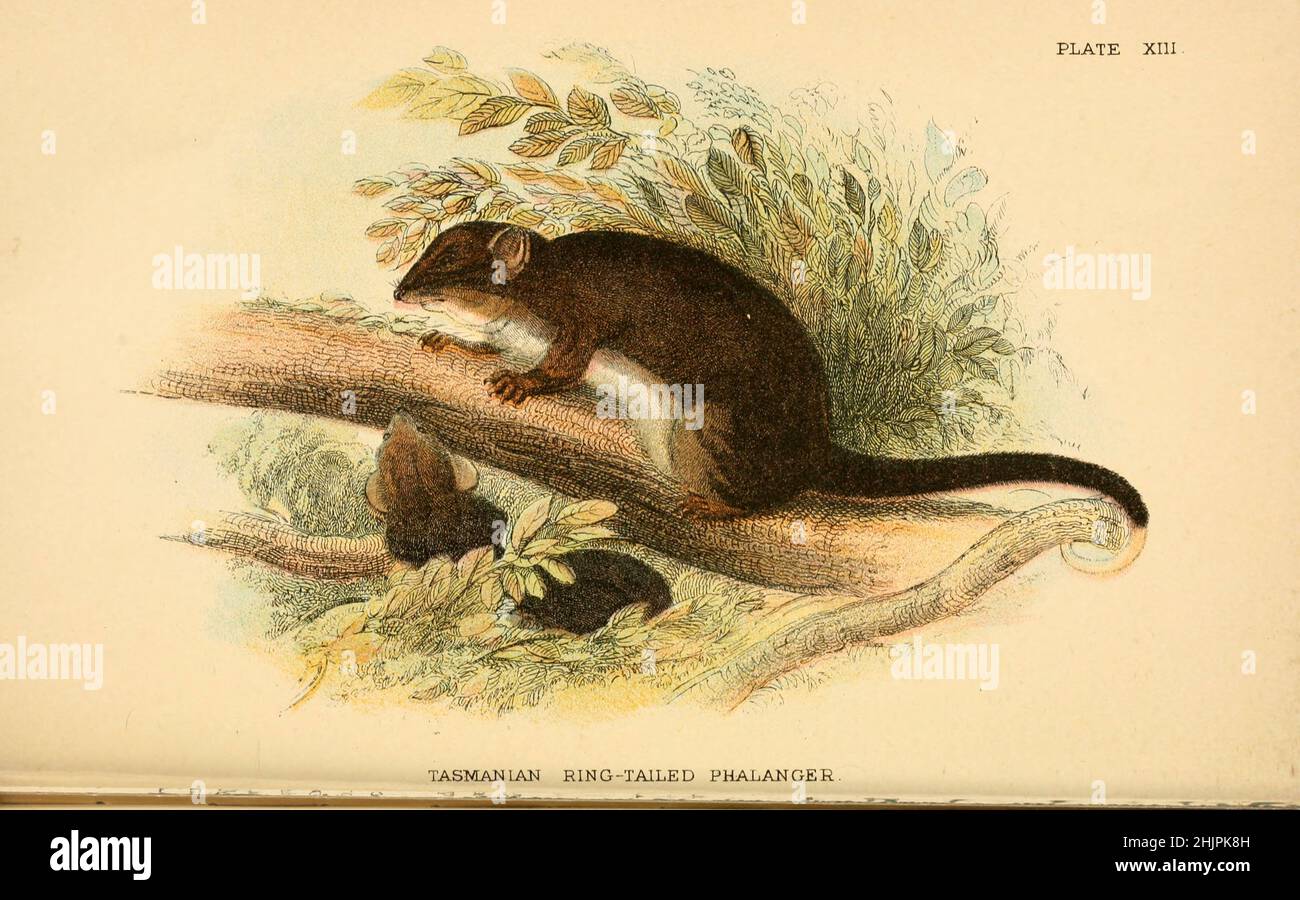 Tasmanian ringtail possum (Pseudocheirus cooki) from ' A hand-book to the marsupialia and monotremata ' by Richard Lydekker, Lloyd's Natural History Series edited by R. Bowdler Sharpe Published in 1896 by E. Lloyd, London Stock Photo
