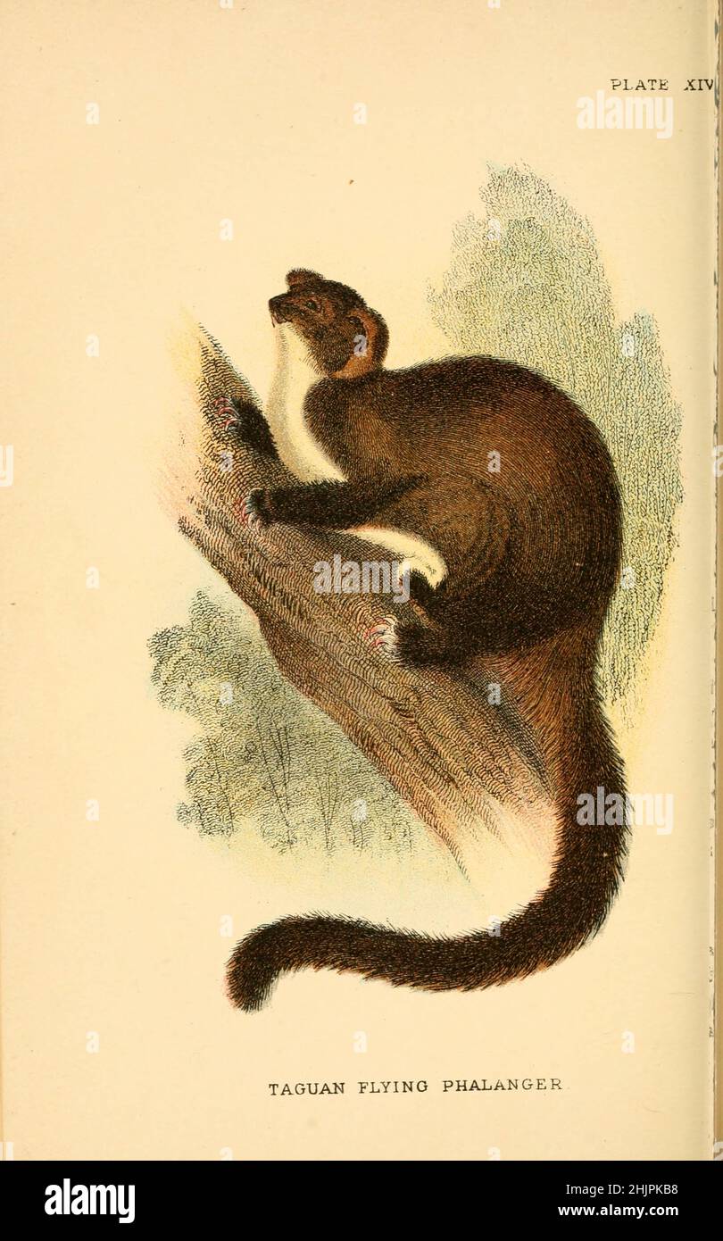 Greater glider southern hires stock photography and images Alamy