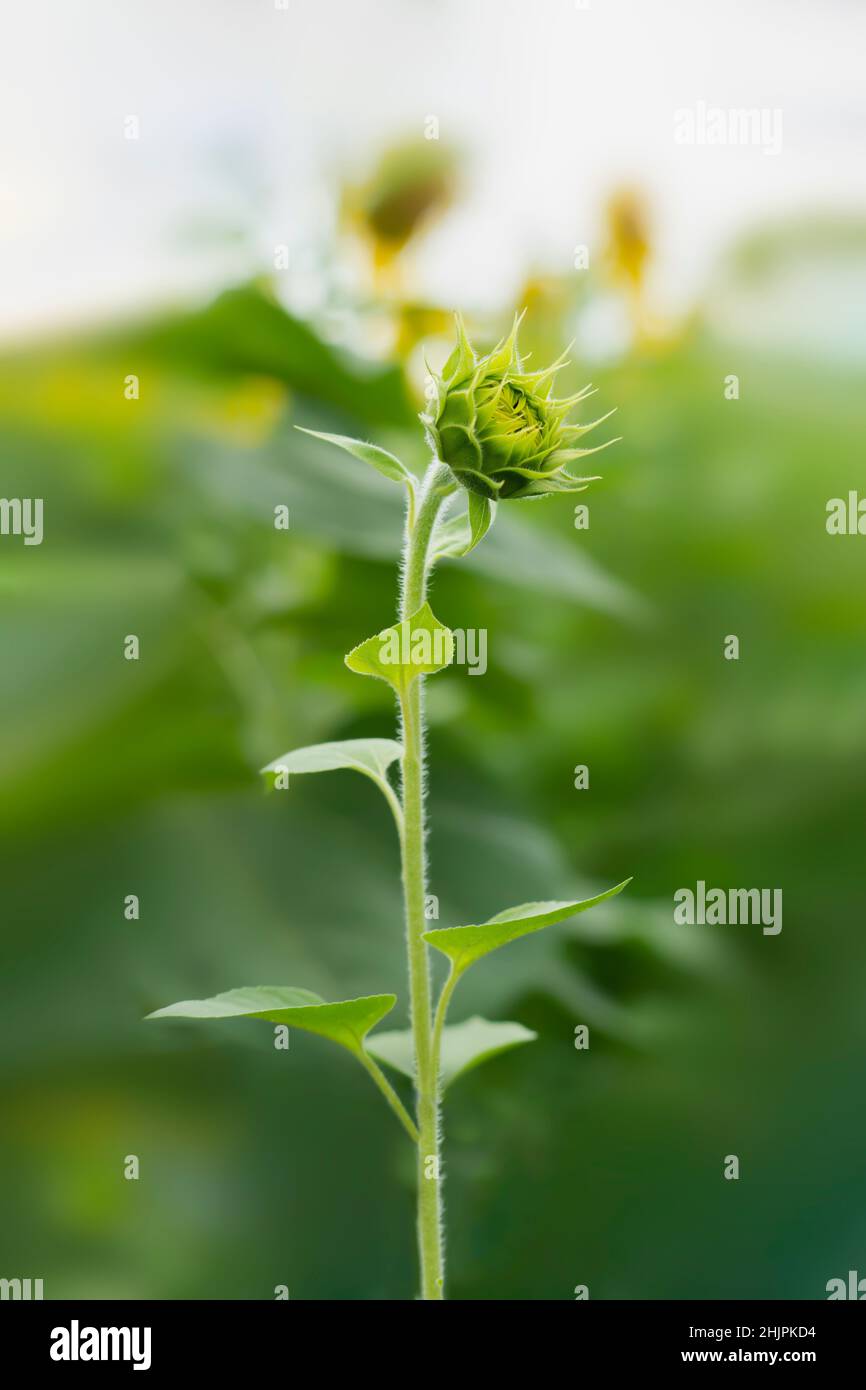 Single young sunflower growing Stock Photo