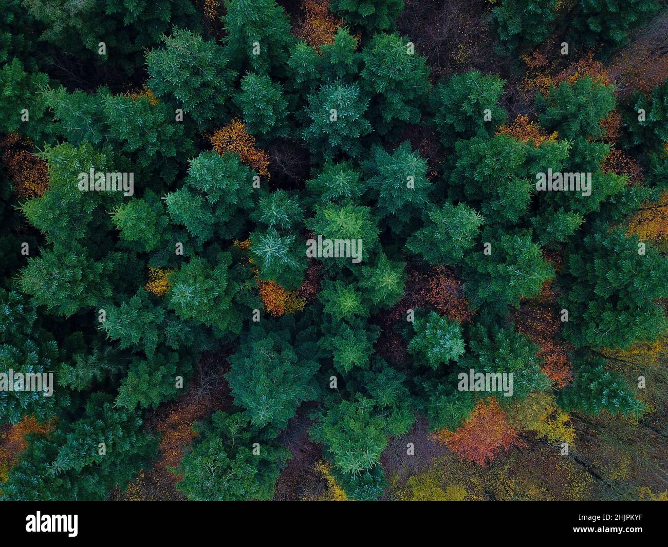 Mixed woodland seen from above, photographed with a drone Stock Photo