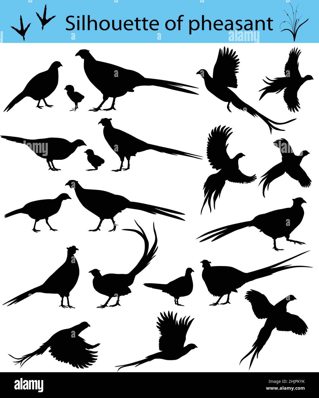 Collection of silhouettes of common pheasants Stock Vector Image & Art