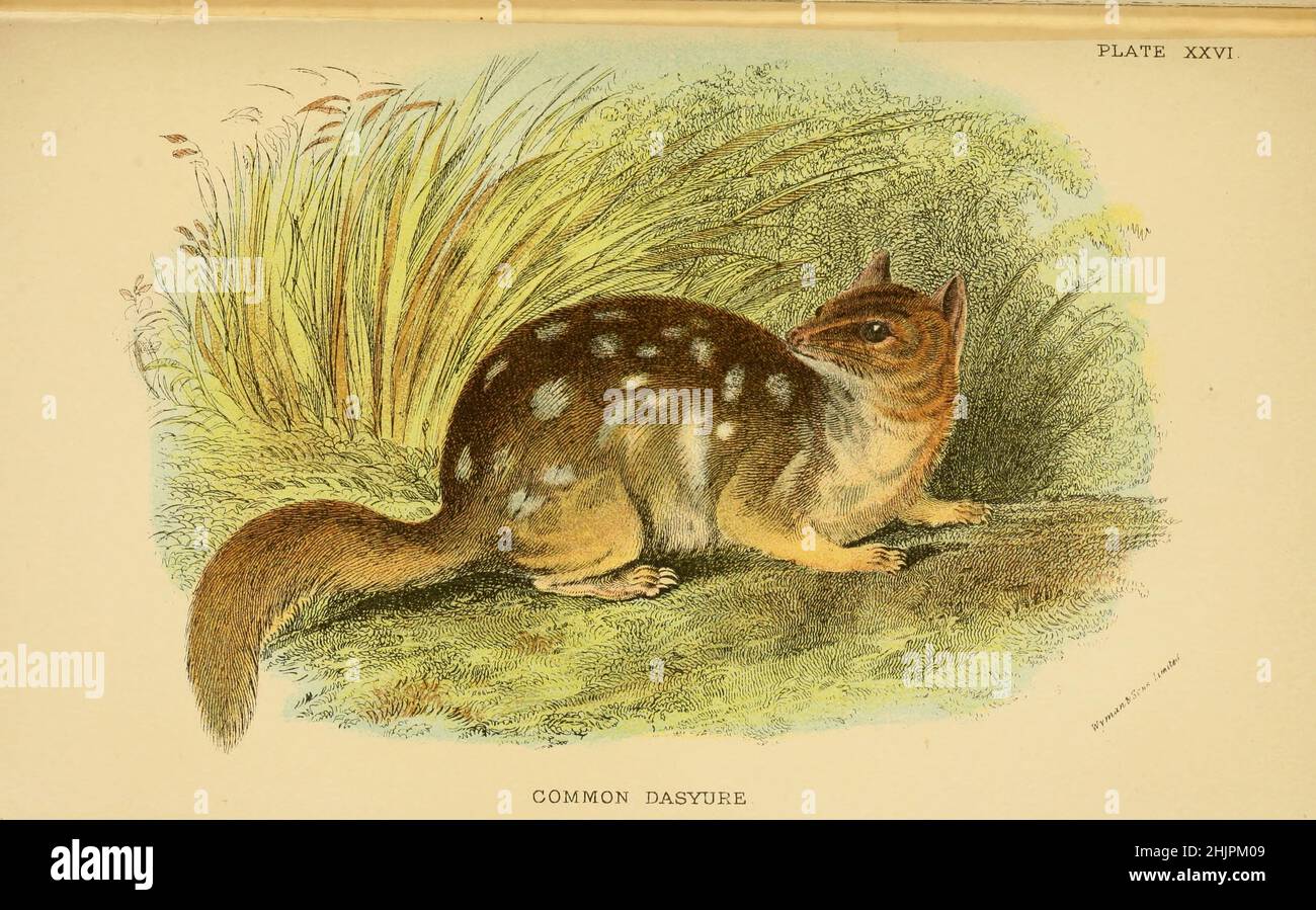 The eastern quoll (Dasyurus viverrinus), found only in Australia, and formerly known as the eastern native cat, is a medium-sized carnivorous dasyurid marsupial. They are widespread and even locally common in Tasmania. They have been considered extinct on the mainland since the 1960s, however have been reintroduced back into fenced sanctuaries in 2016, and more recently into the wild in March 2018.[4] It is one of six extant species of quolls. from ' A hand-book to the marsupialia and monotremata ' by Richard Lydekker, Lloyd's Natural History Series edited by R. Bowdler Sharpe Published in 189 Stock Photo
