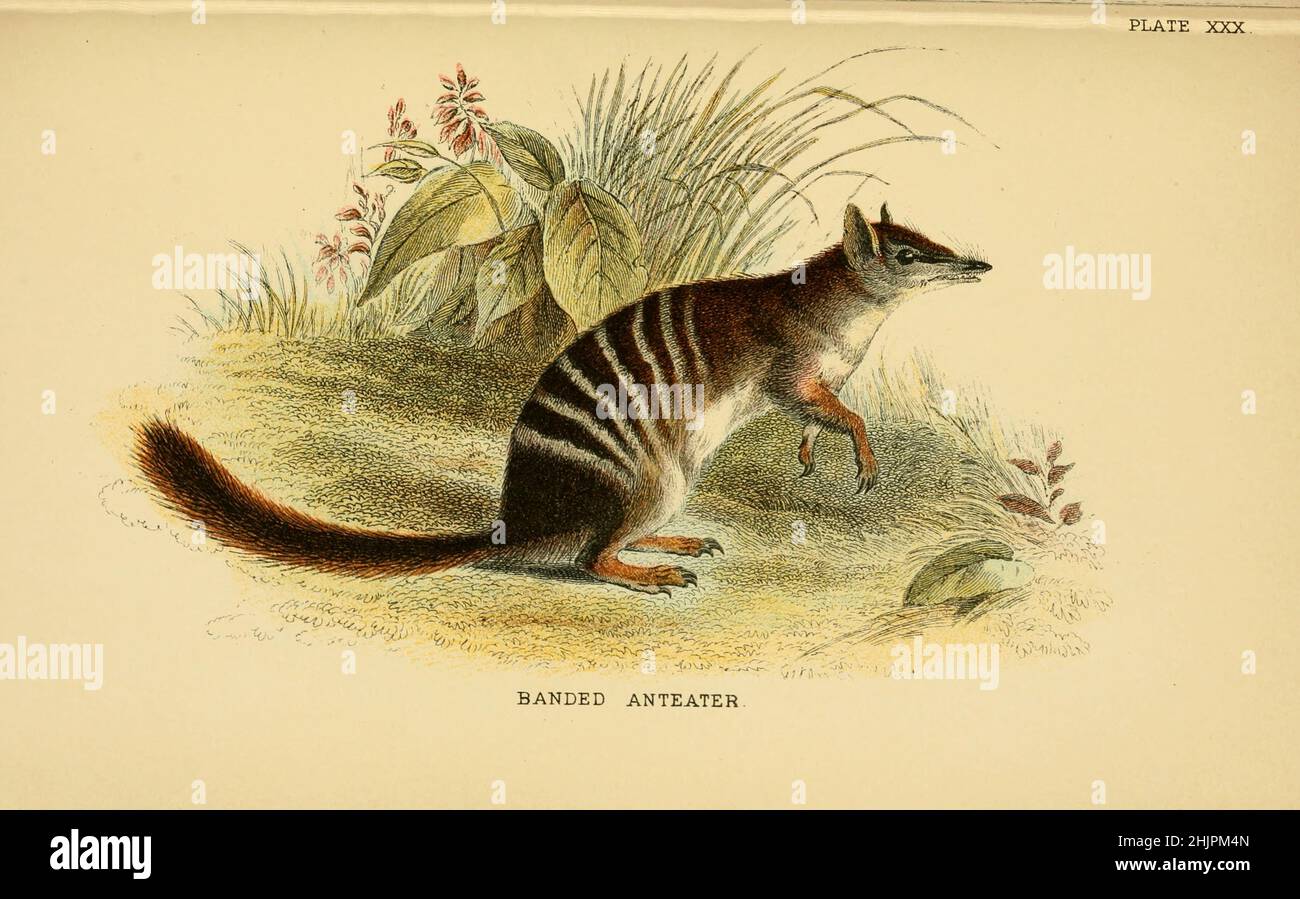 The numbat (Myrmecobius fasciatus), [Here as Banded Ant-eater] also known as the noombat or walpurti, is an insectivorous marsupial. It is diurnal and its diet consists almost exclusively of termites. from ' A hand-book to the marsupialia and monotremata ' by Richard Lydekker, Lloyd's Natural History Series edited by R. Bowdler Sharpe Published in 1896 by E. Lloyd, London Stock Photo