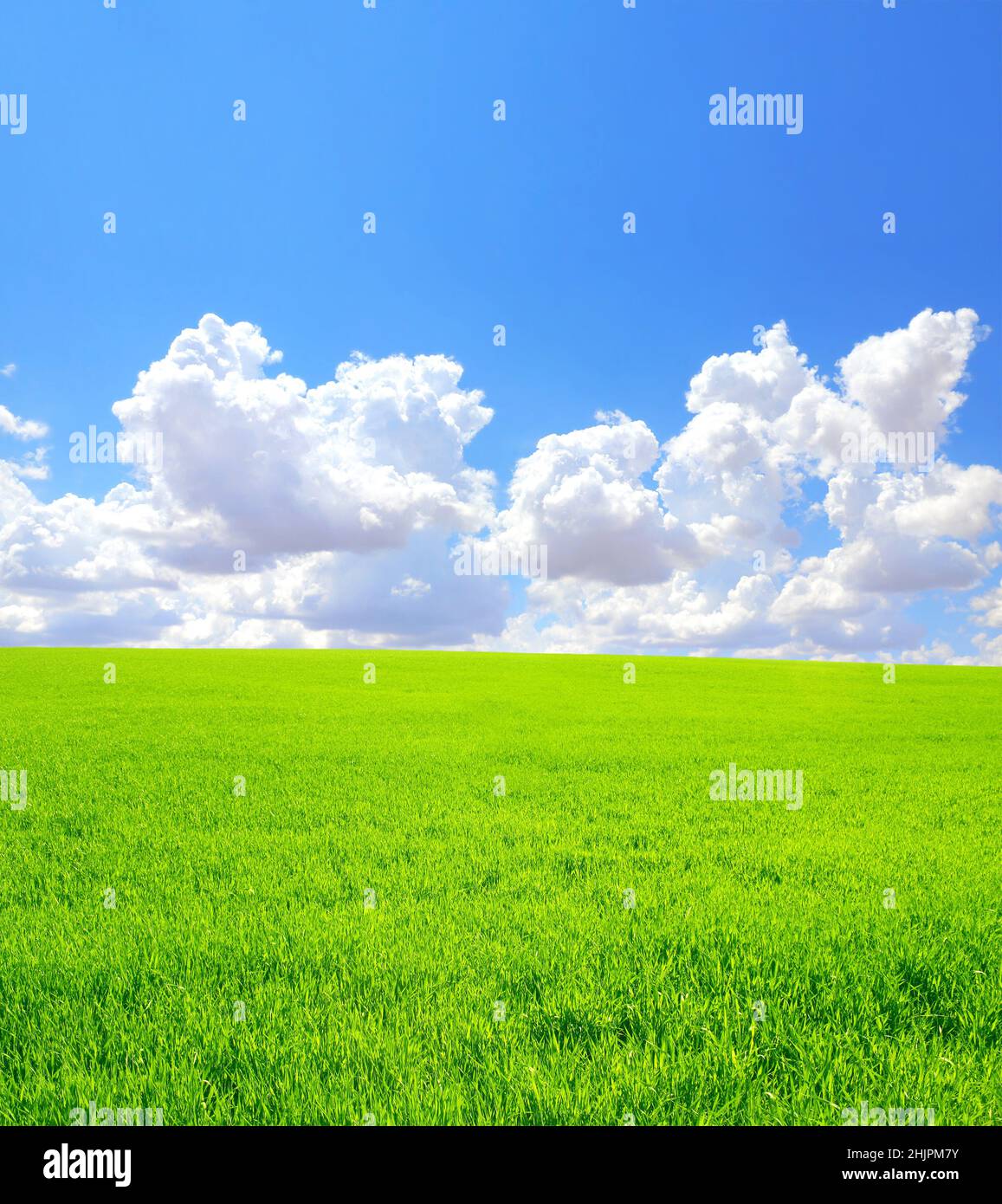 Summer landscape with field of green fresh grass under blue sky. Meadow ...