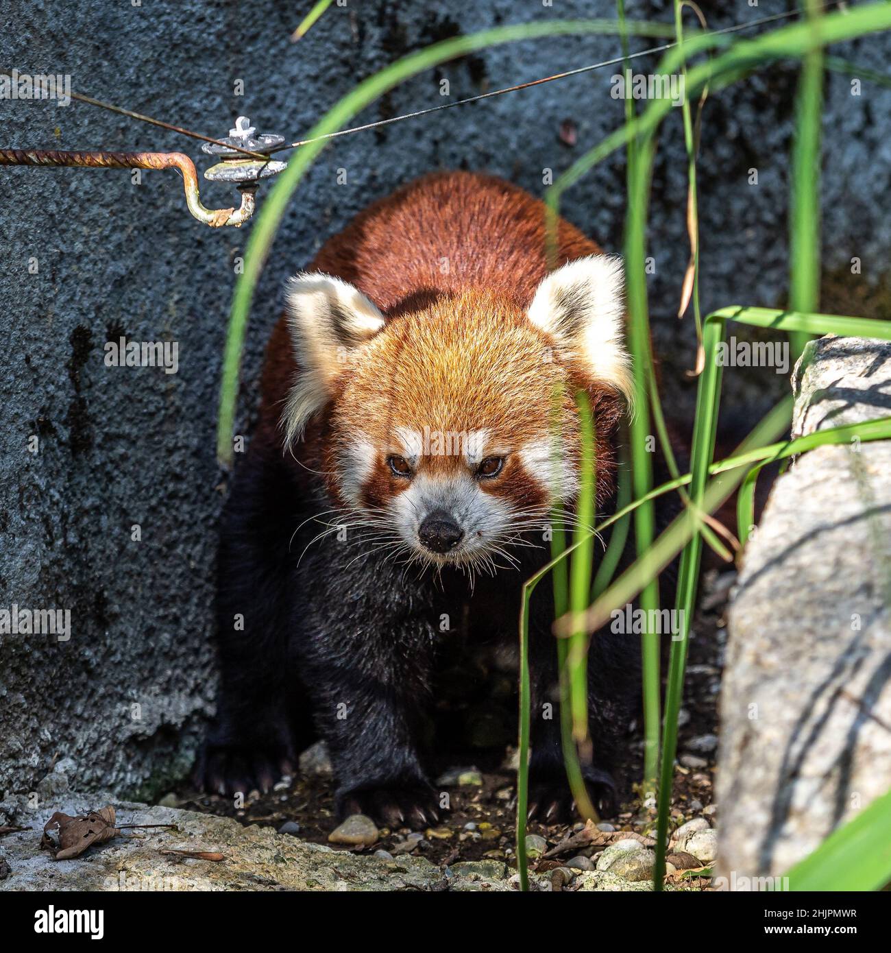 The red panda, Ailurus fulgens, also called the lesser panda and the ...