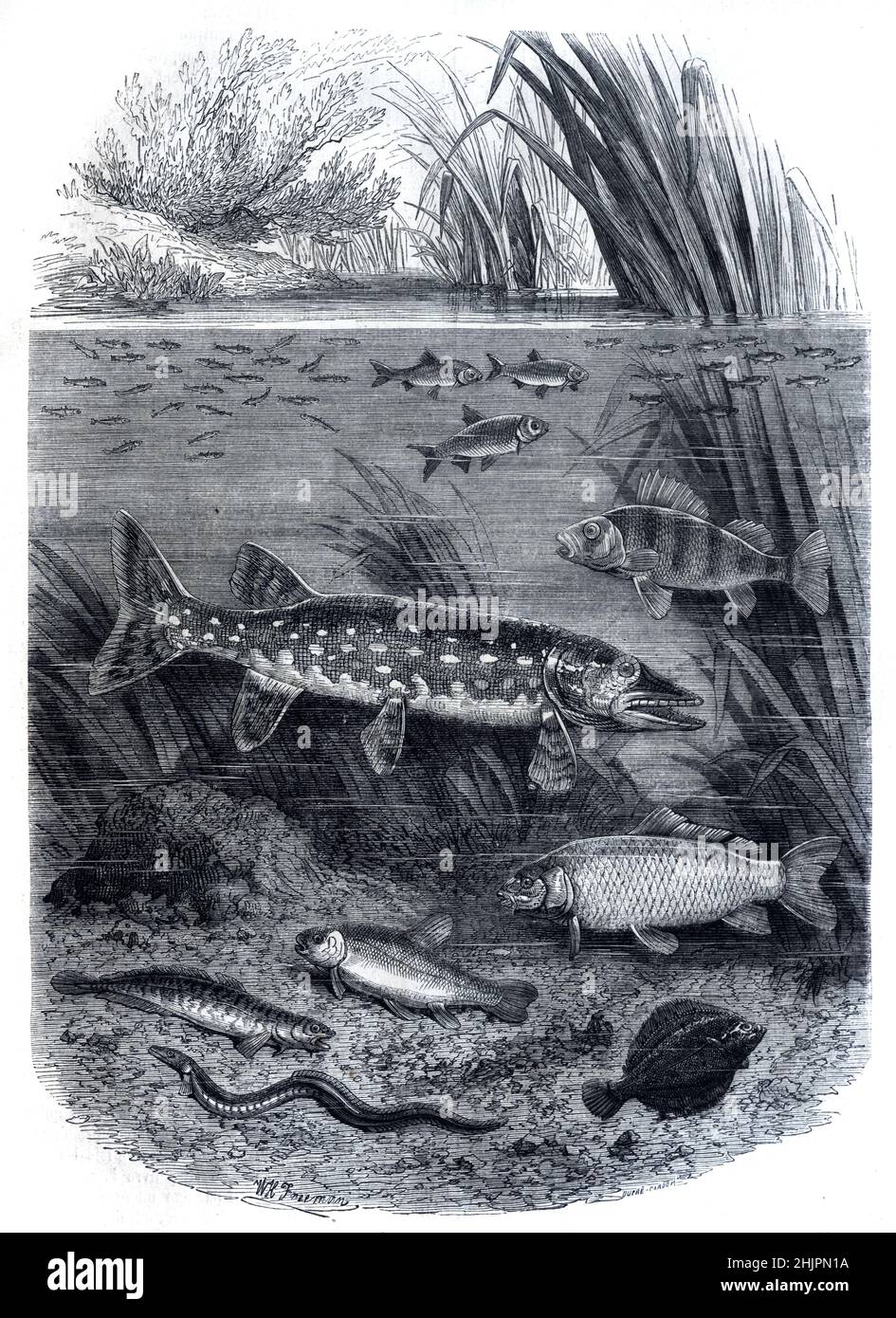 Illustration Showing Different Feeding Levels, Trophic Levels or Zones of Freshwater Fish including Bottom Feeders & Surface Feeders and  River Ecosystem Vintage Illustration or Engraving 1865 Stock Photo