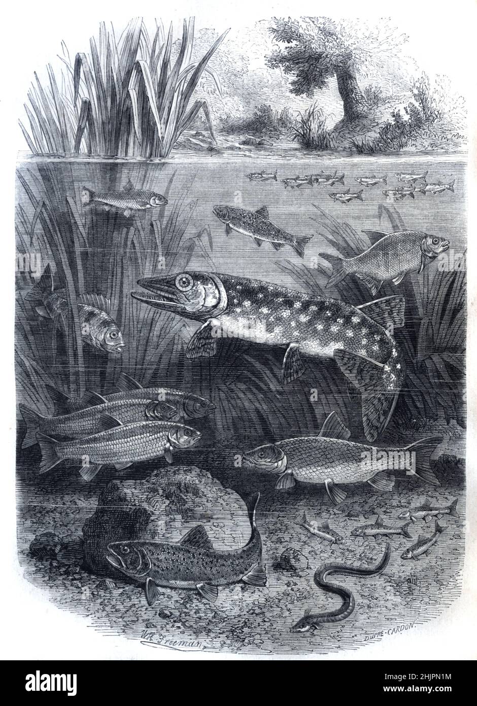 Illustration Showing Different Feeding Levels, Trophic Levels or Zones of Freshwater Fish including Bottom Feeders & Surface Feeders and  River Ecosystem Vintage Illustration or Engraving 1865 Stock Photo