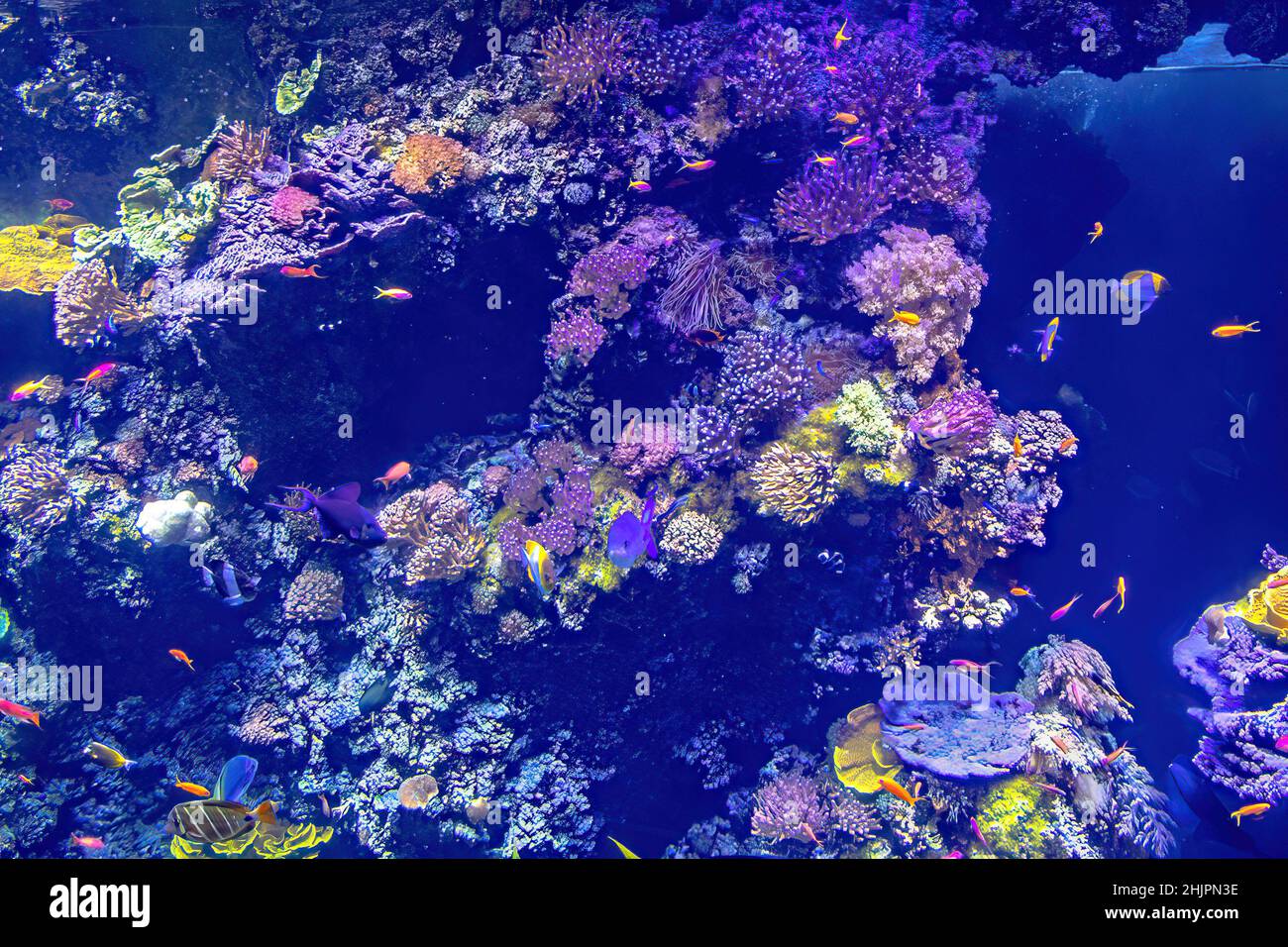 Colorful surgeonfish fishes of sea aquarium with coral reef. Foxface rabbitfish, Bluespine Unicornfish and Pyramid butterflyfish. Clownfish, Royal Stock Photo