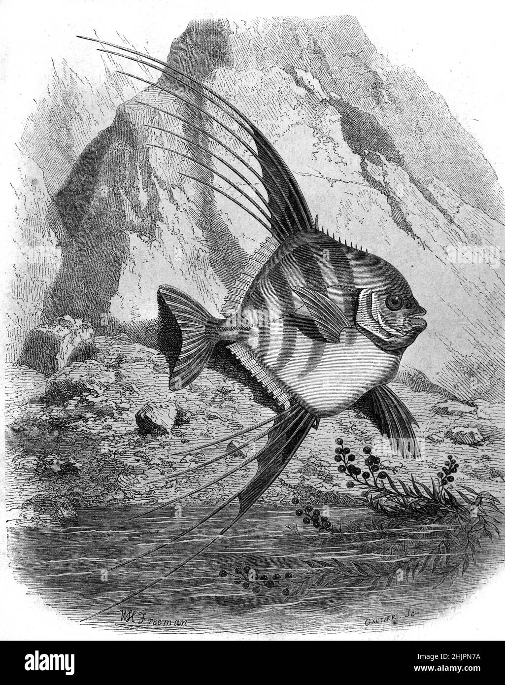 Illustration of African pompano, Alectis ciliaris, aka Pennant-Fish or Threadfin Trevally. Vintage Illustration or Engraving 1865 Stock Photo