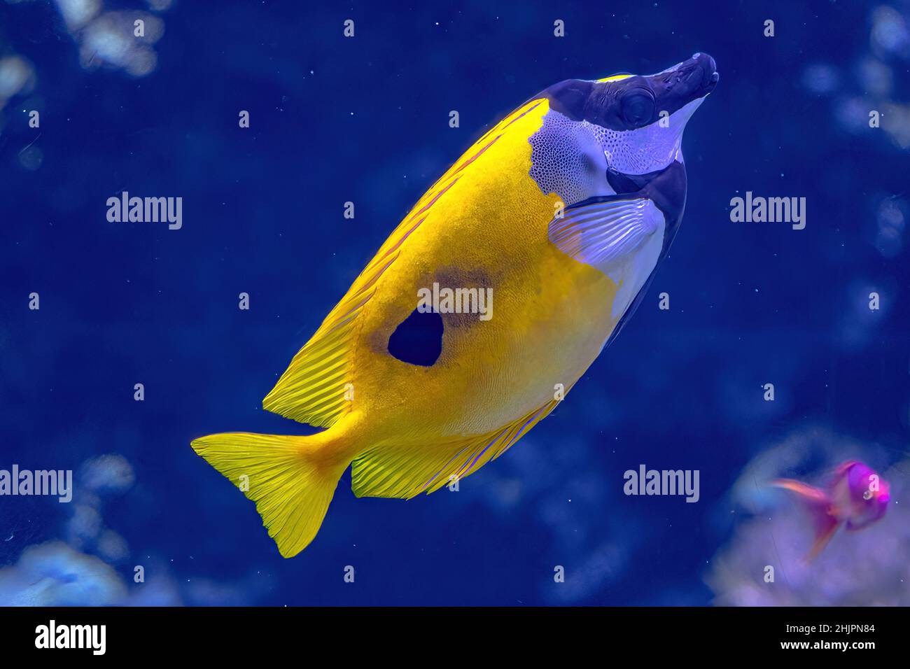 Colorful surgeonfish fish of sea aquarium with coral reef. Foxface rabbitfish: Siganus vulpinus species of family Siganidae. Fish of the Indian and Stock Photo