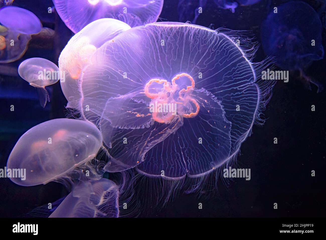 the Moon Jellyfish of aquarium floating in the water. Aurelia aurita species living in tropical waters of the Indian, Pacific and Atlantic oceans. Stock Photo