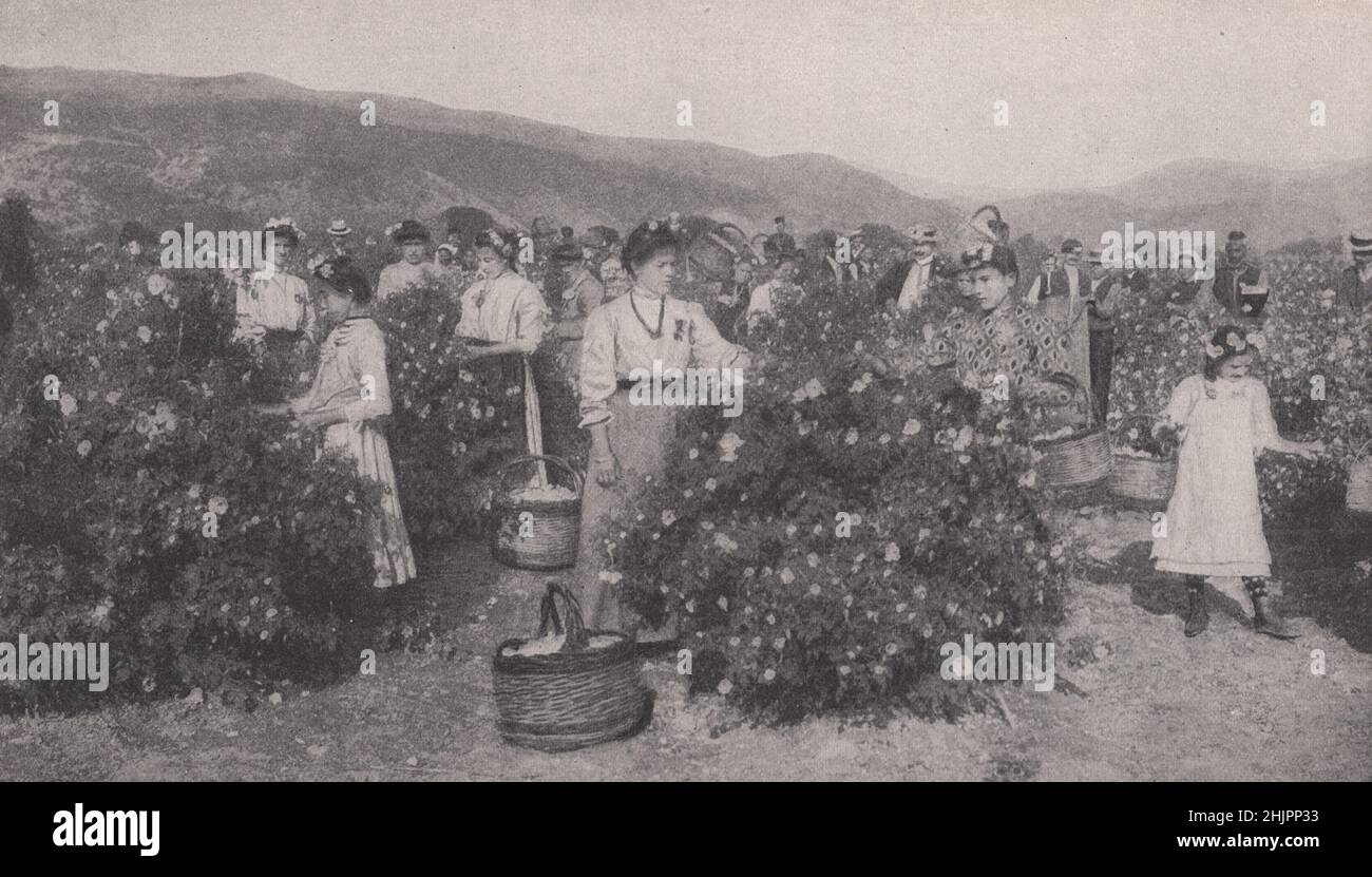 In the rose fields of Eastern Rumelia, where the Bulgarian Otto of Roses has its origin (1923) Stock Photo