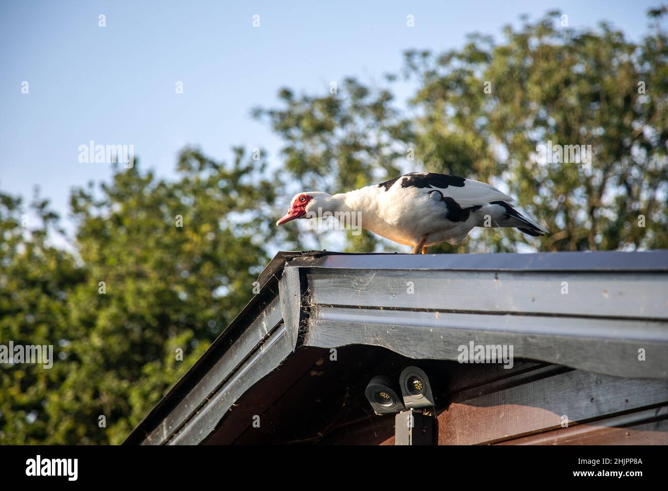 Duck on a hot tin roof. Stock Photo