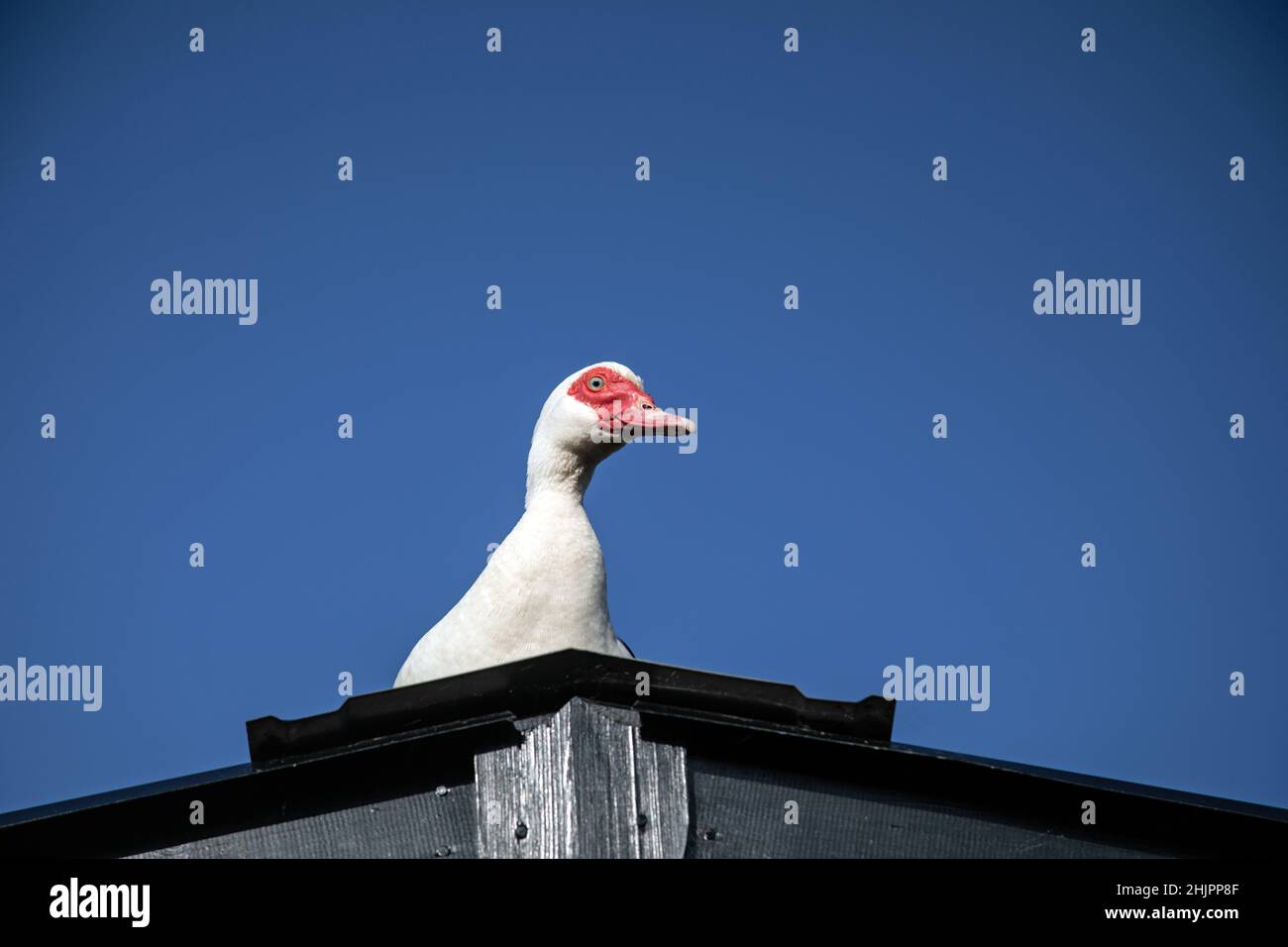 Duck on a hot tin roof. Stock Photo