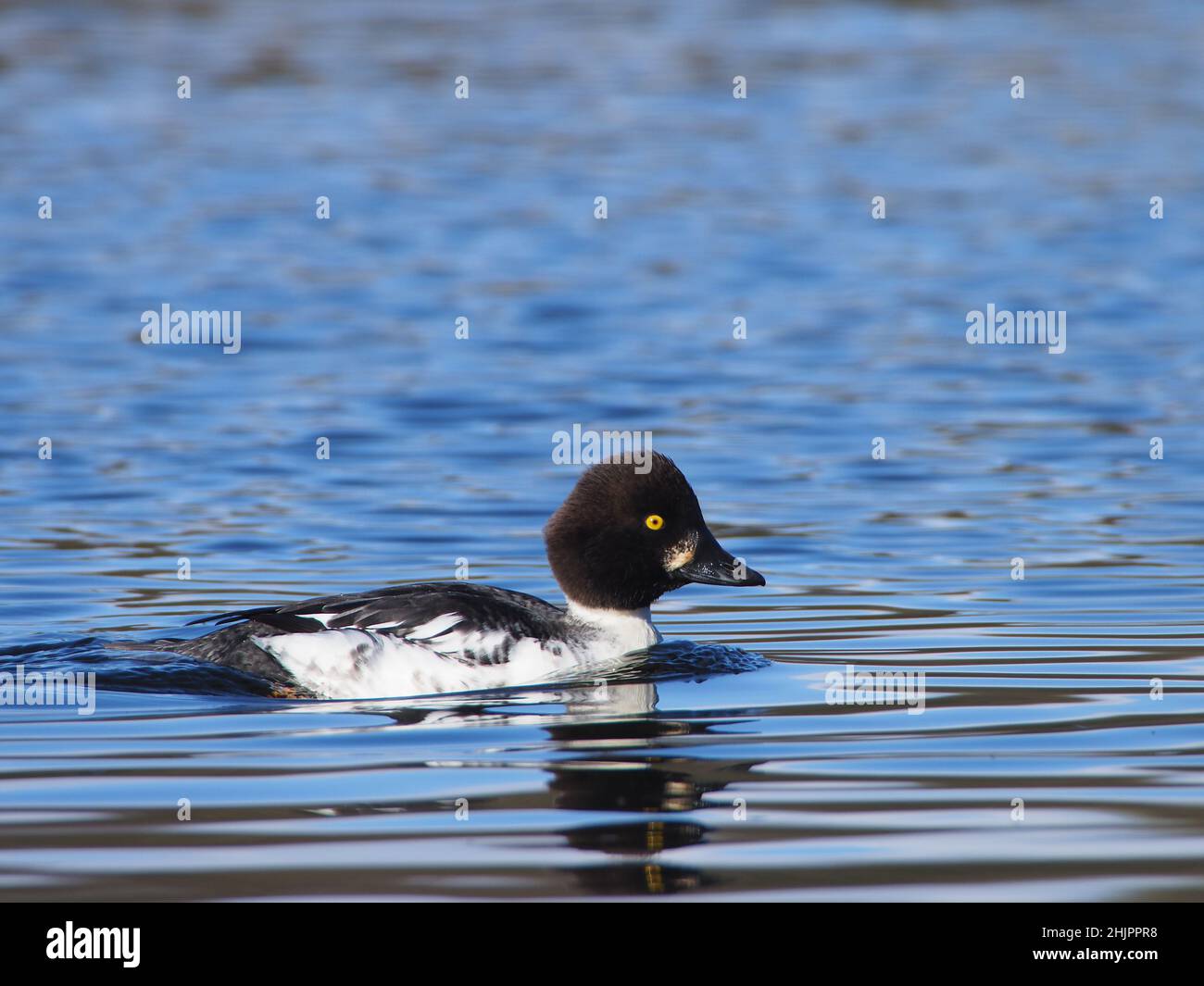 Female goldeneye on a lake near Warrington where a few have been resident through Winter for the last few years. Stock Photo