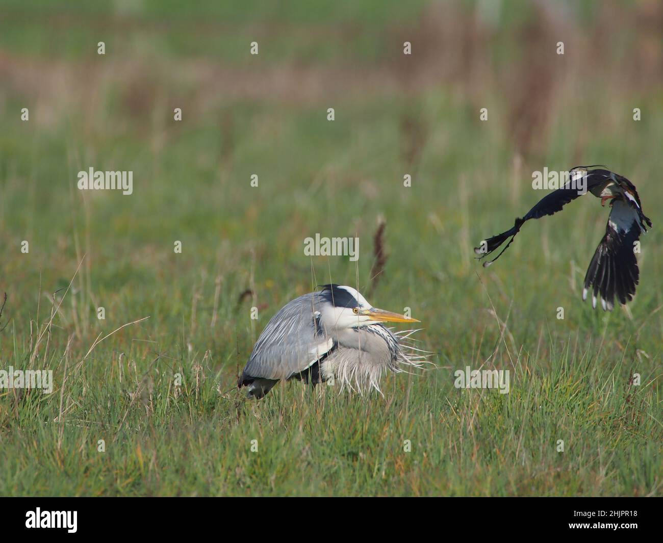 Grey heron hunting a flooded field where ducks and waders had bred, looking for chicks to eat. Despite the parents efforts, the heron was successful. Stock Photo