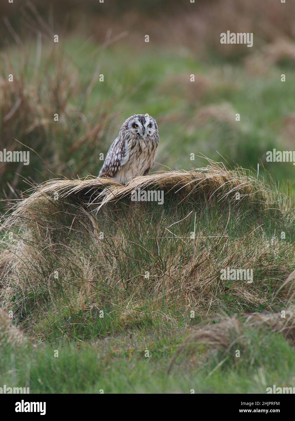 Short-eared owls have recently been found to migrate even mid season, leaving a first nest to the male to fledge whilst migrating to nest again ! Stock Photo