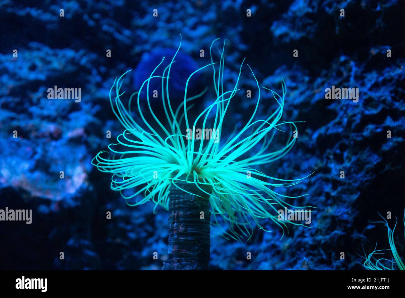 Beautiful sea anemone Stock Photo