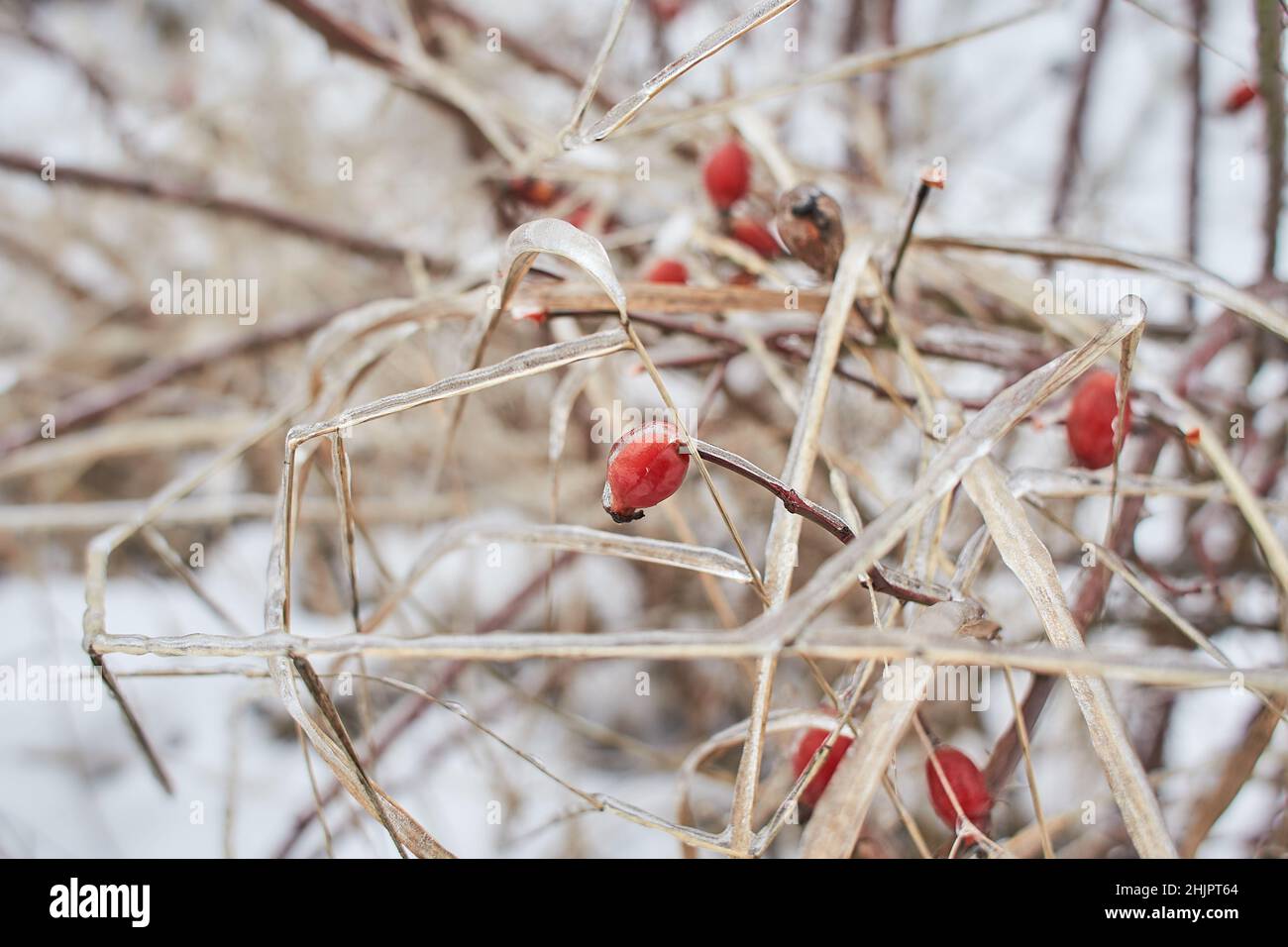 Branches of rose hip, berry covered with ice crust after freezing rain, fragment, background Stock Photo