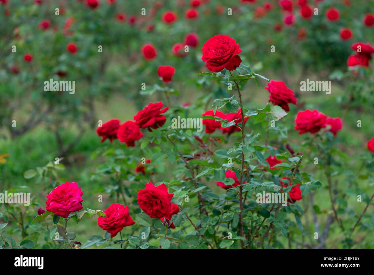 Rose flower on background blurry pink roses flower in the garden of ...