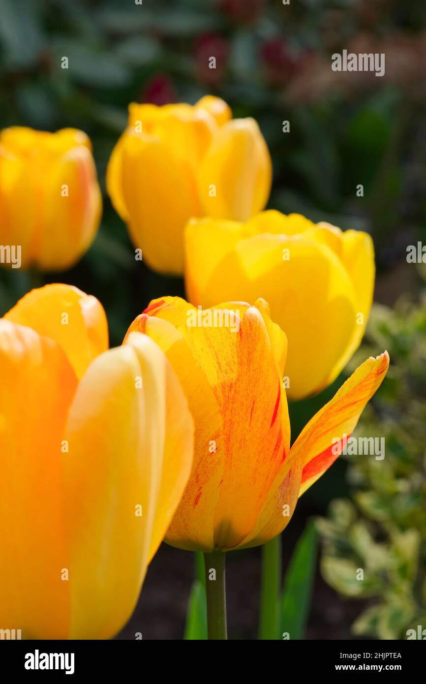 Yellow tulip flowers  Norfolk UK Stock Photo