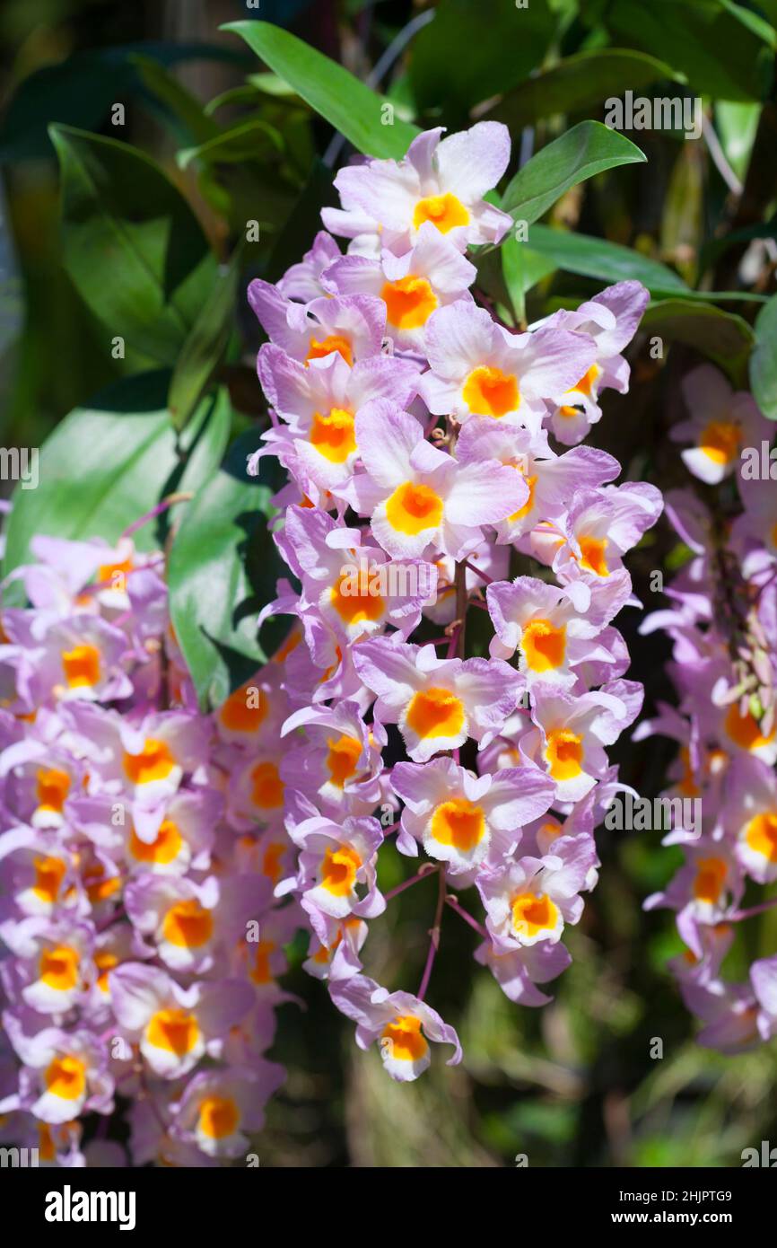 Wild orchid in Thailand name Dendrobium farmeri'Pink' Orchid species Stock Photo