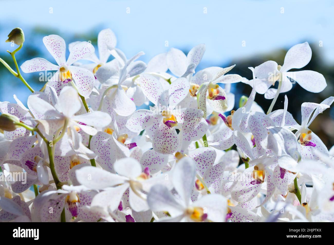 beautiful dendrobium orchid flowers isolated on white background Stock