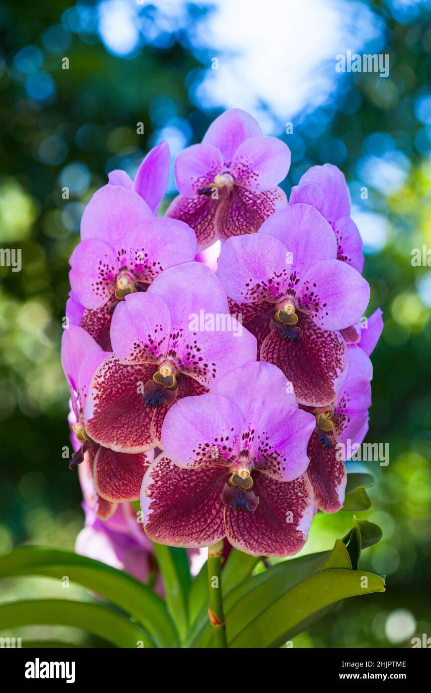 Vanda Orchid Wanda - Queen of orchids,Beautiful purple flower organic purple orchid flowers blooming in blurred background in the nature garden .Orchi Stock Photo