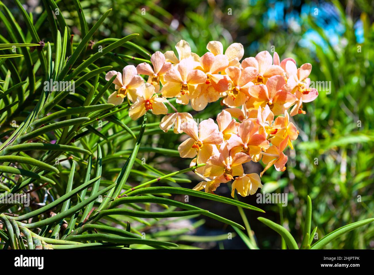Colorful colors of Wanda orchid in the garden,Vanda Orchid Wanda - Queen of orchids,Beautiful purple flower organic purple orchid flowers blooming in Stock Photo