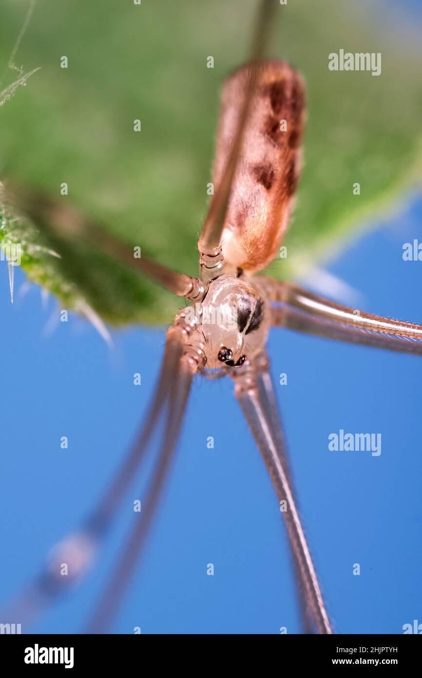 Pholcus phalangioides, Daddy Long-legs Spider   Norfolk UK Stock Photo