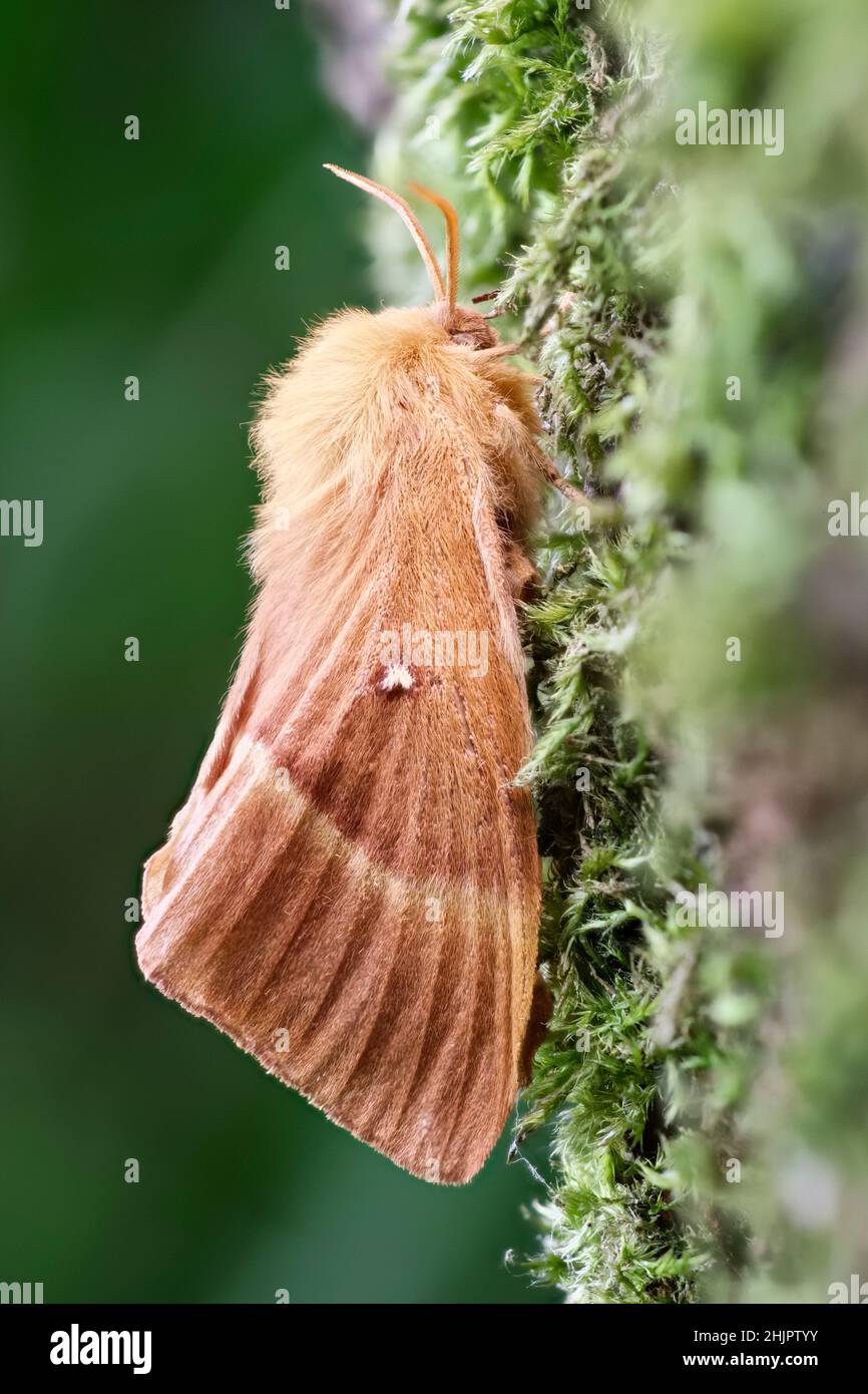 Lasiocmpa quercus, Oak Eggar Moth  Norfolk UK Stock Photo