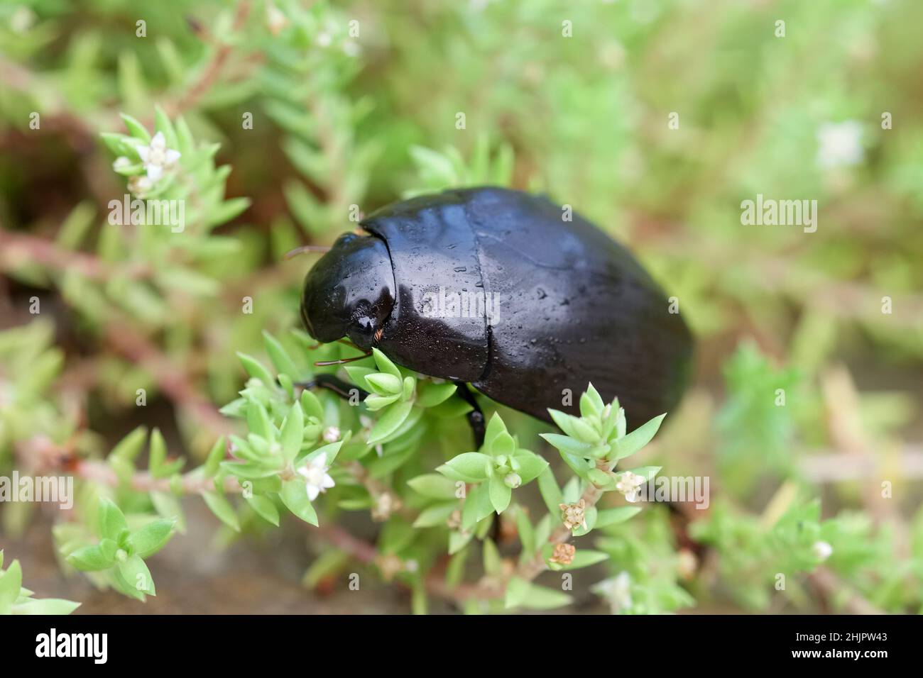 Hydrophyilus triangularis, Giant Water Scavenger Beetle  Norfolk UK Stock Photo