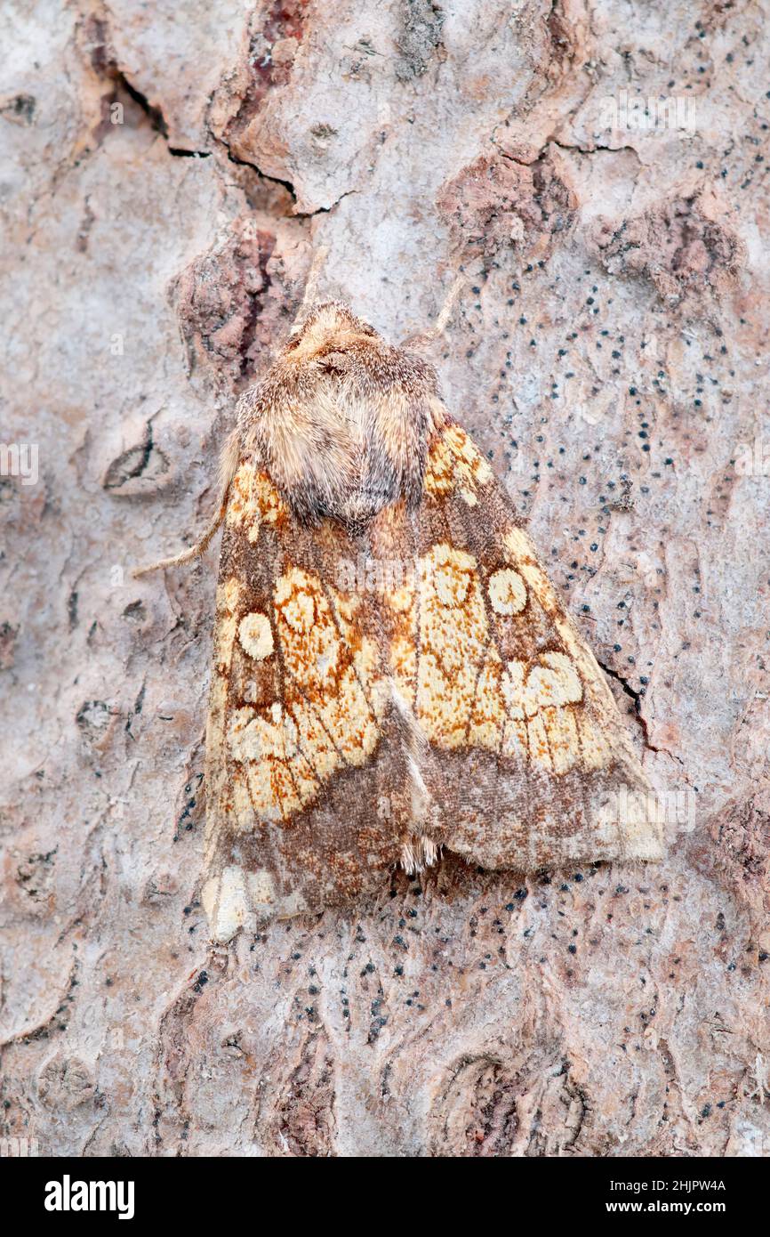 Cortyna flavago, Frosted Orange Moth  Norfolk UK Stock Photo