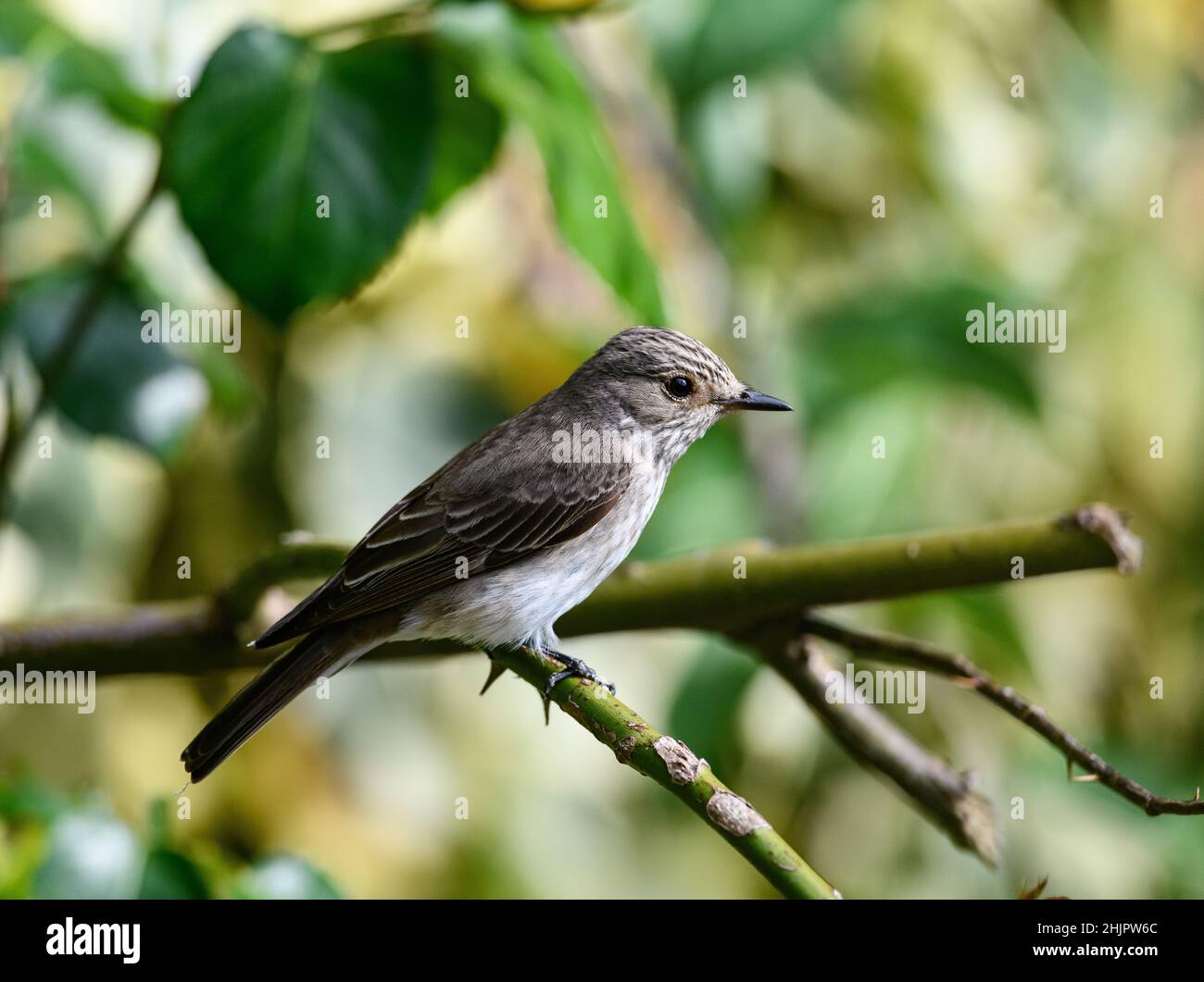 Muscicapidae, commonly known as Old World Flycatcher - British bird - sitting on branch of tree in Shrewsbury, Shropshire, West Midlands Stock Photo