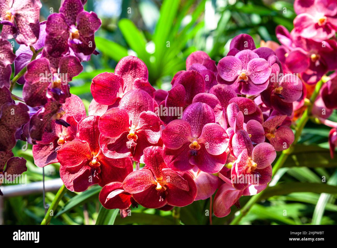 Vanda Orchid Wanda - Queen of orchids,Beautiful purple flower organic purple orchid flowers blooming in blurred background in the nature garden .Orchi Stock Photo
