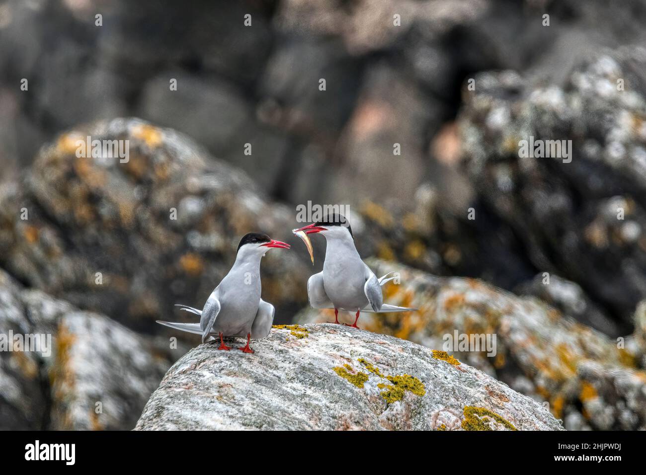 An Arctic tern, Sterna paradisaea, offers its mate a fish as part of a courtship ritual. Stock Photo