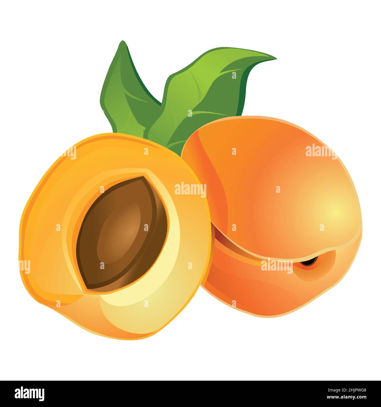 Realistic ripe fresh peach in white background - Vector illustration ...