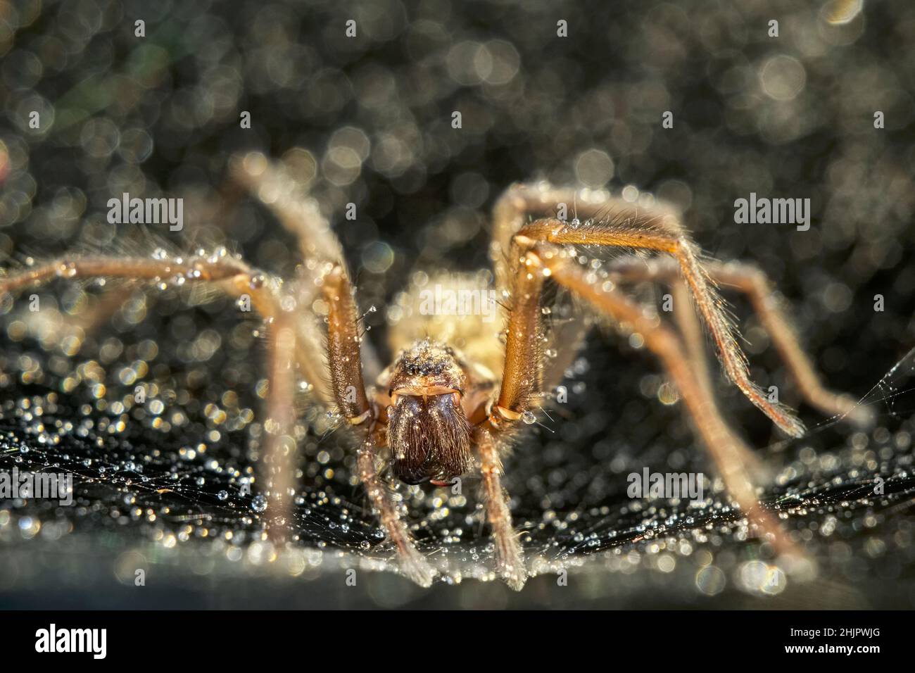 Tegenaria domestica, House Spider on web  Norfolk UK Stock Photo