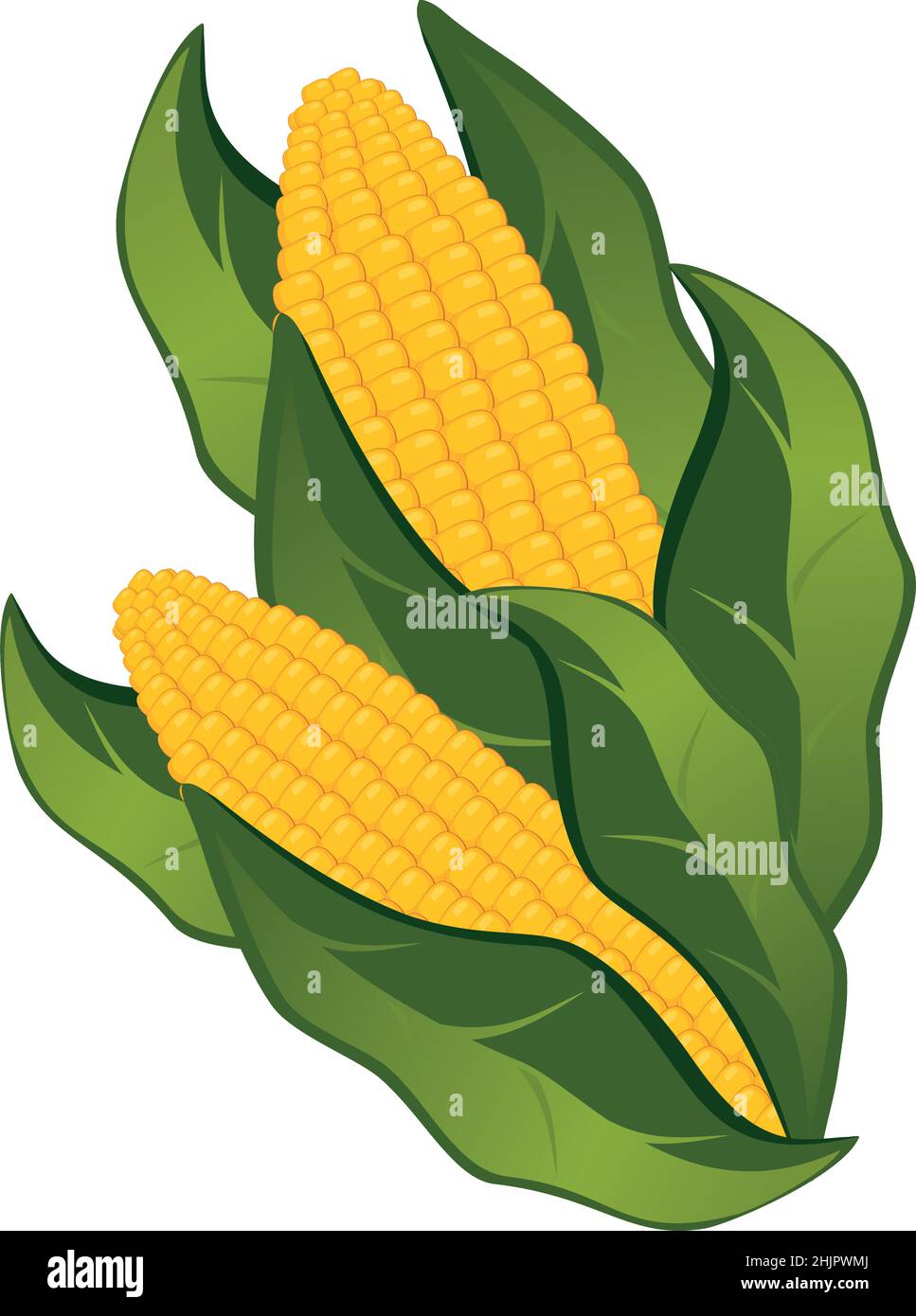 Realistic cobs of corn on a white background - Vector illustration Stock Vector