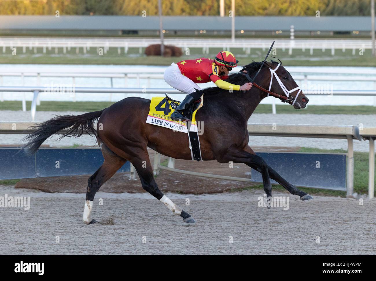 Miami, United States Of America. 29th Jan, 2022. HALLANDALE, FLORIDA - JANUARY 29: Life Is Good #4 hours with jockey Irad Ortiz wins the 2022 Pegasus World Cup at Gulfstream Park on January 29, 2022 in Hallandale, Flo.rida (Photo by Alberto E. Tamargo/Sipa USA) Credit: Sipa USA/Alamy Live News Stock Photo